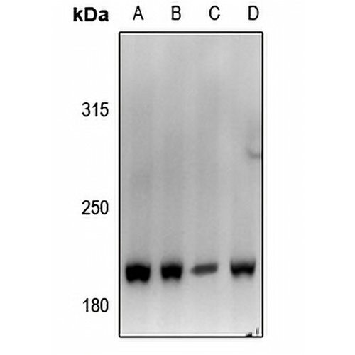 Von Willebrand Factor Rabbit Polyclonal Antibody