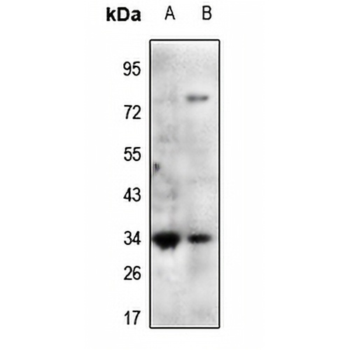 Mimecan Rabbit Polyclonal Antibody