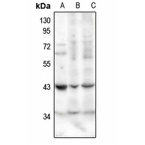 SerpinB1 Rabbit Polyclonal Antibody