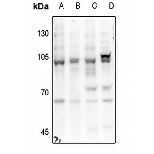 HGS Rabbit Polyclonal Antibody