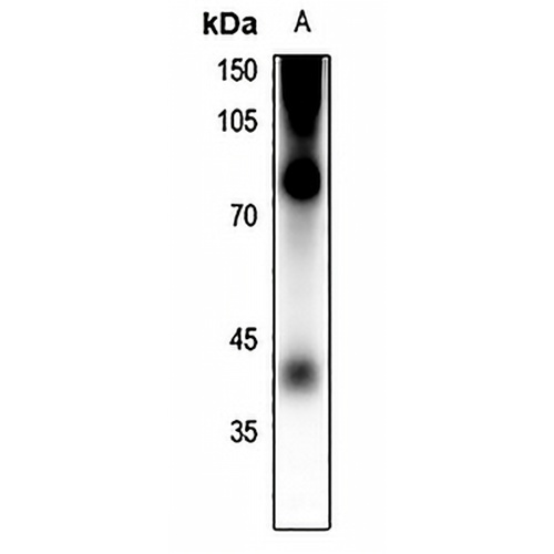 Rhodopsin (Phospho-S334) Rabbit Polyclonal Antibody