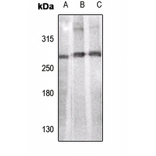 ACC alpha Rabbit Polyclonal Antibody
