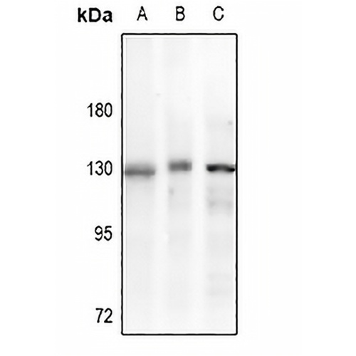 p130 Cas Rabbit Polyclonal Antibody