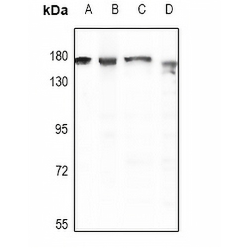 CD49d Rabbit Polyclonal Antibody