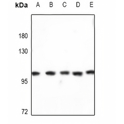 Kv2.1 Rabbit Polyclonal Antibody