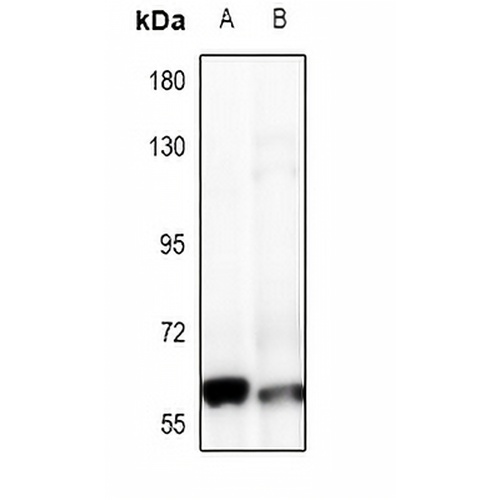 FRS2 Rabbit Polyclonal Antibody