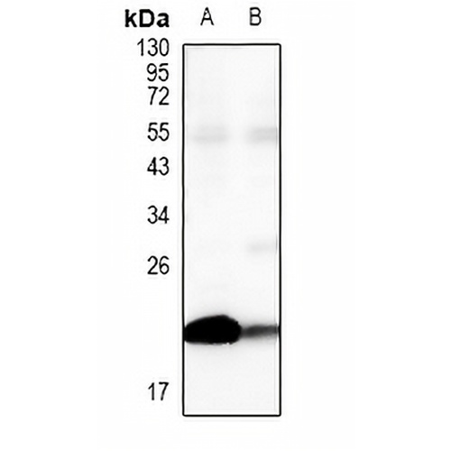 Claudin 4 Rabbit Polyclonal Antibody