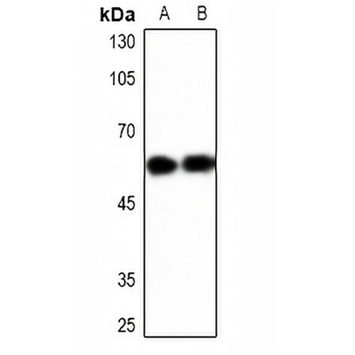 YBX1 Rabbit Polyclonal Antibody