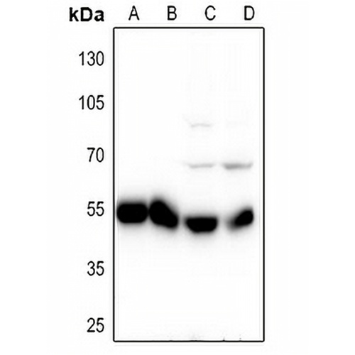 Alpha-tubulin Rabbit Polyclonal Antibody