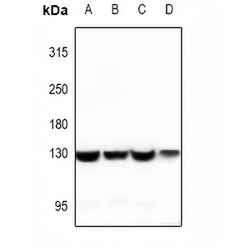 Vinculin Rabbit Polyclonal Antibody