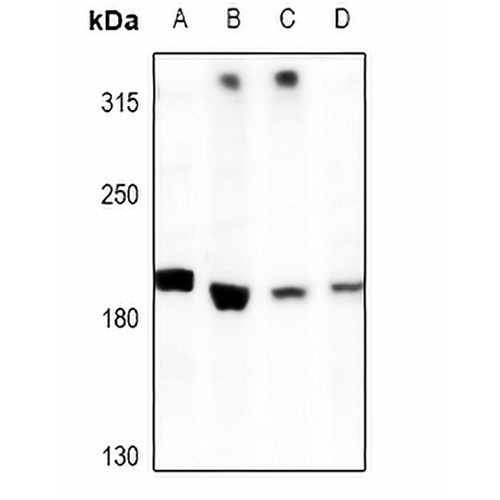 DLEC1 Rabbit Polyclonal Antibody