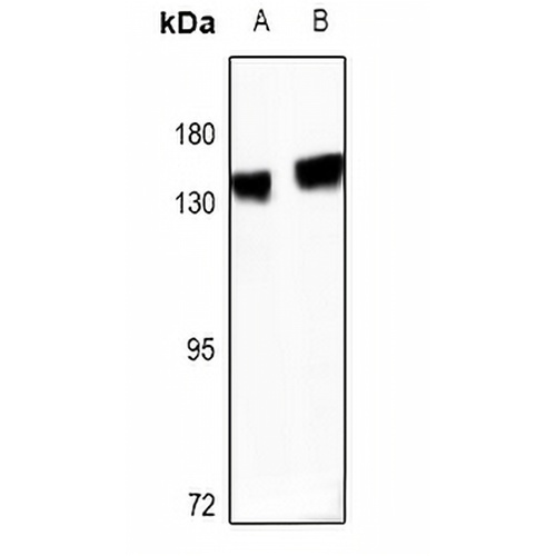 R Cadherin Rabbit Polyclonal Antibody