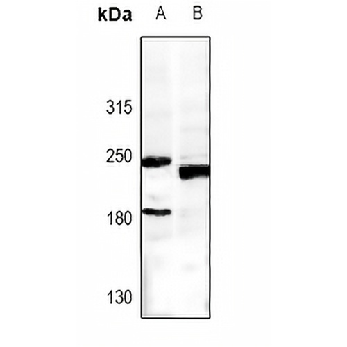MRP5 Rabbit Polyclonal Antibody
