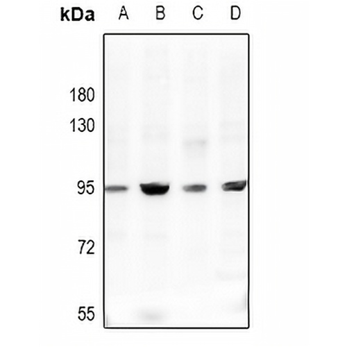 CD113 Rabbit Polyclonal Antibody
