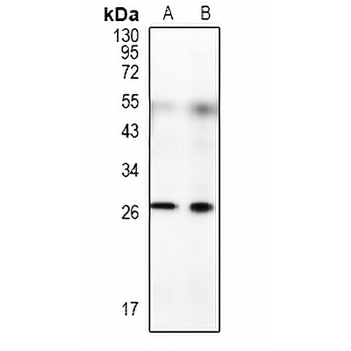 RFPL4B Rabbit Polyclonal Antibody