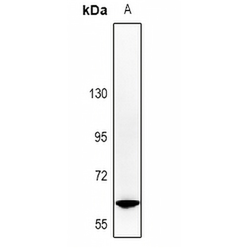 SHCC Rabbit Polyclonal Antibody