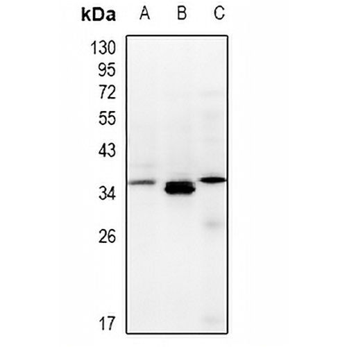 TCEAL3/5/6 Rabbit Polyclonal Antibody