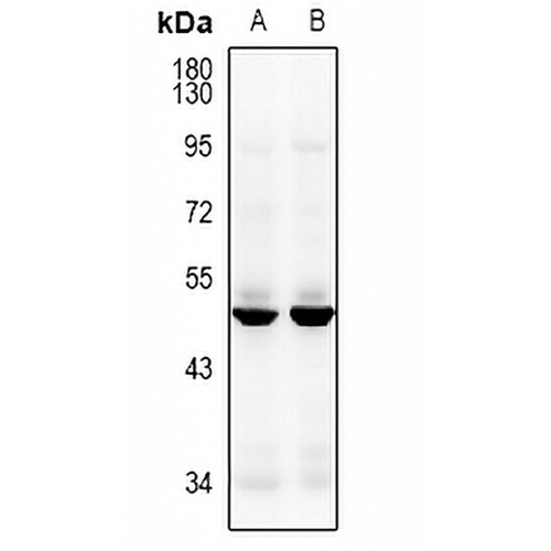 CACNG8 Rabbit Polyclonal Antibody