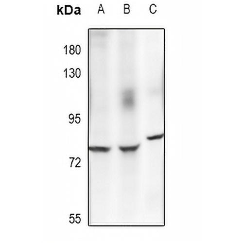 ECM1 Rabbit Polyclonal Antibody