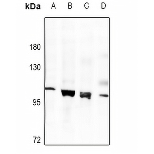 MUSK Rabbit Polyclonal Antibody