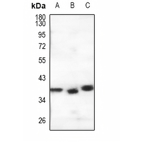 GPR146 Rabbit Polyclonal Antibody