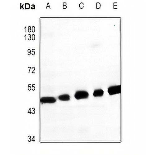 GPR62 Rabbit Polyclonal Antibody