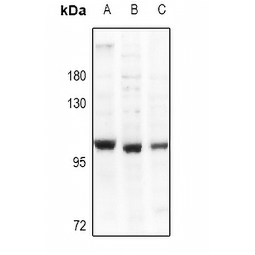 mGLUR2 Rabbit Polyclonal Antibody