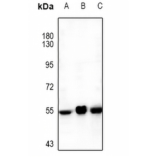 Orexin Receptor 1 Rabbit Polyclonal Antibody