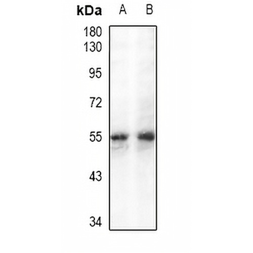 GPR109A Rabbit Polyclonal Antibody