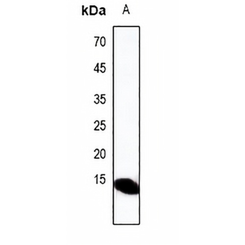 Defensin alpha 3 Rabbit Polyclonal Antibody