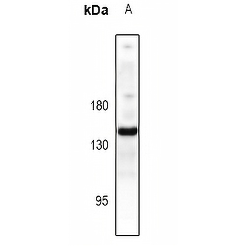 CD49e Rabbit Polyclonal Antibody