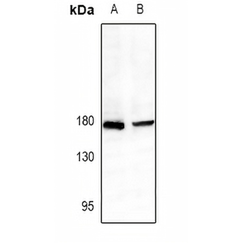 CD339 Rabbit Polyclonal Antibody