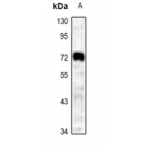 CD62L Rabbit Polyclonal Antibody