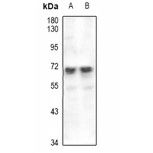 EAAT2 Rabbit Polyclonal Antibody