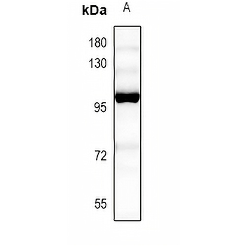 MCM7 Rabbit Polyclonal Antibody
