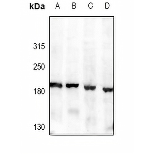 Agrin Rabbit Polyclonal Antibody