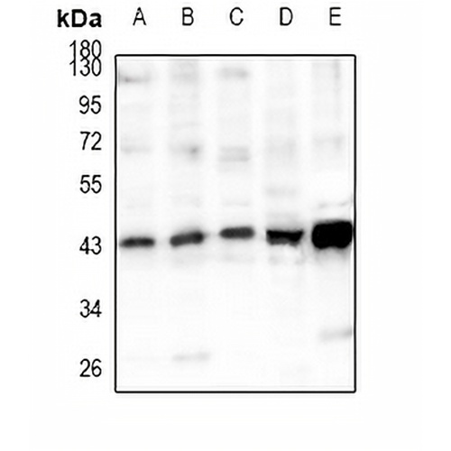 Cyclophilin D Rabbit Polyclonal Antibody