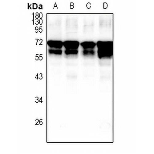 Fetuin A Rabbit Polyclonal Antibody