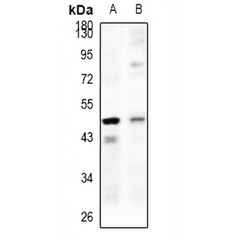 LRG Rabbit Polyclonal Antibody