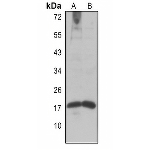 Histone H2A (Acetyl-K9) Rabbit Polyclonal Antibody