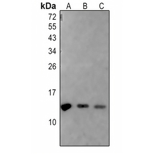 Histone H2A (Acetyl-K5) Rabbit Polyclonal Antibody
