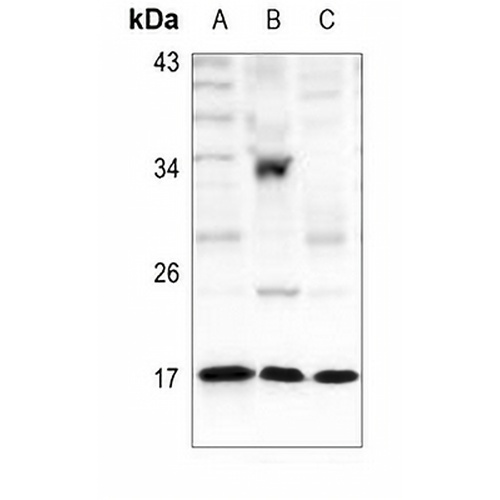 Histone H3 (Acetyl-K36) Rabbit Polyclonal Antibody