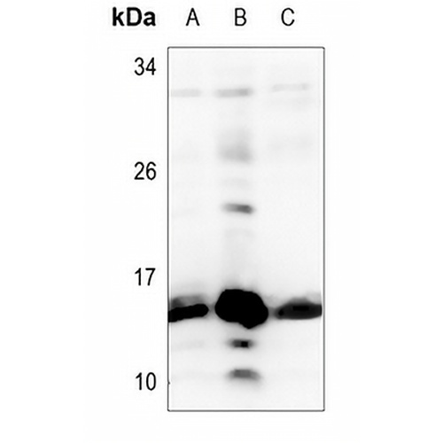 Histone H2B (Butyryl-K12) Rabbit Polyclonal Antibody