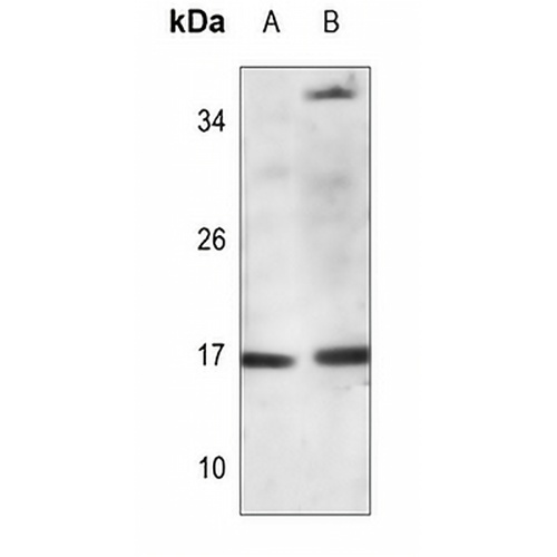 Histone H3 (Butyryl-K9) Rabbit Polyclonal Antibody