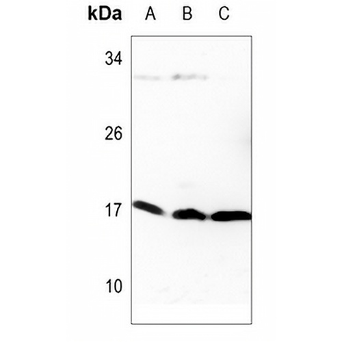 Histone H3 (TriMethyl-K9) Rabbit Polyclonal Antibody