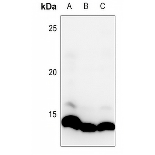 Histone H4 (MonoMethyl-K20) Rabbit Polyclonal Antibody