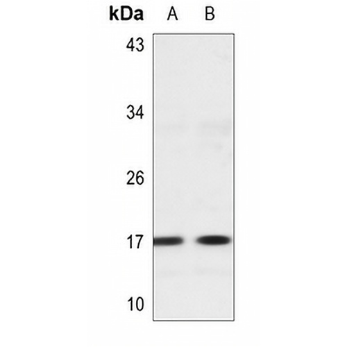 Histone H3 (MonoMethyl-K56) Rabbit Polyclonal Antibody