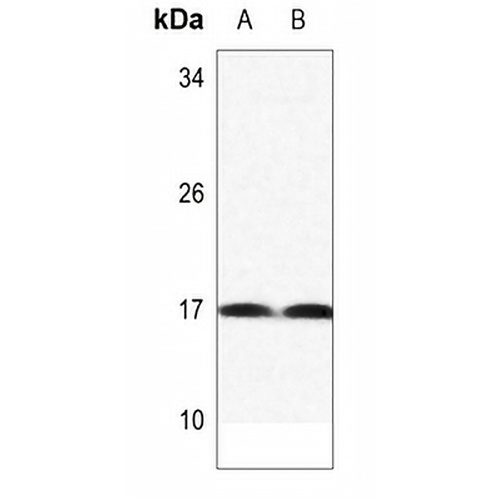 Histone H3 (MonoMethyl-K122) Rabbit Polyclonal Antibody