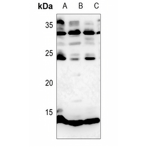 Histone H4 (MonoMethyl-R3) Rabbit Polyclonal Antibody