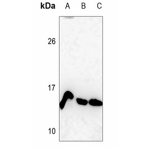 Histone H4 (MonoMethyl-K12) Rabbit Polyclonal Antibody